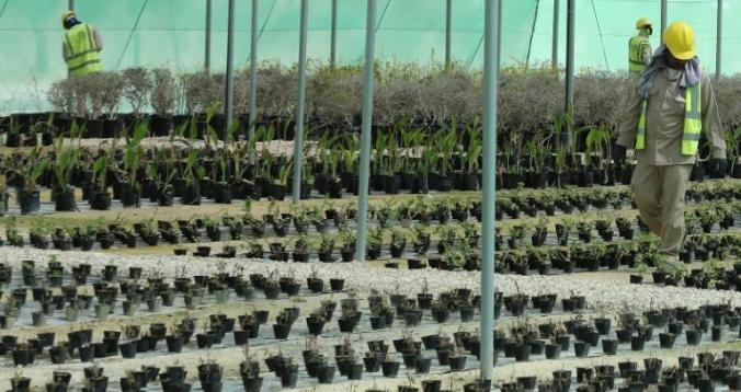 مونديال 2022: قطر ستزرع 16 ألف شجرة لتجميل الملاعب