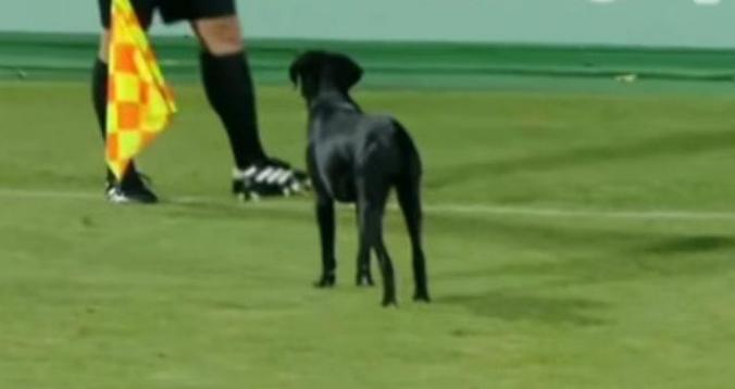كلب يقتحم الملعب