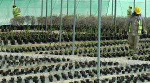 مونديال 2022: قطر ستزرع 16 ألف شجرة لتجميل الملاعب