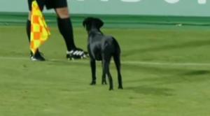 كلب يقتحم الملعب