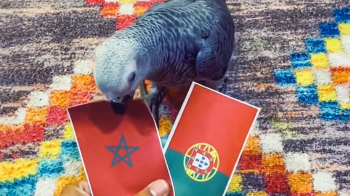 ببغاء يتوقع نتائج مباريات مونديال قطر